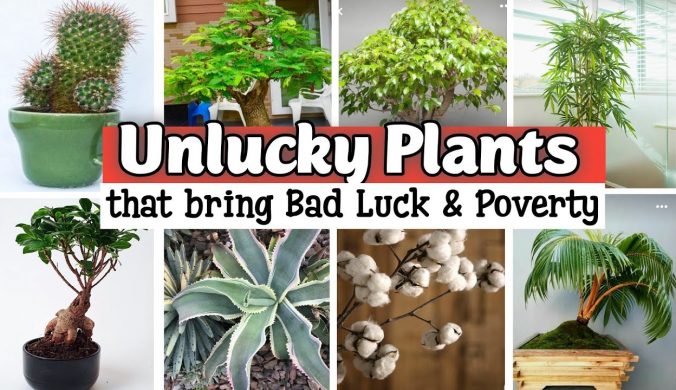 unlucky plants