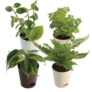 Ugaoo Live Plants-1
