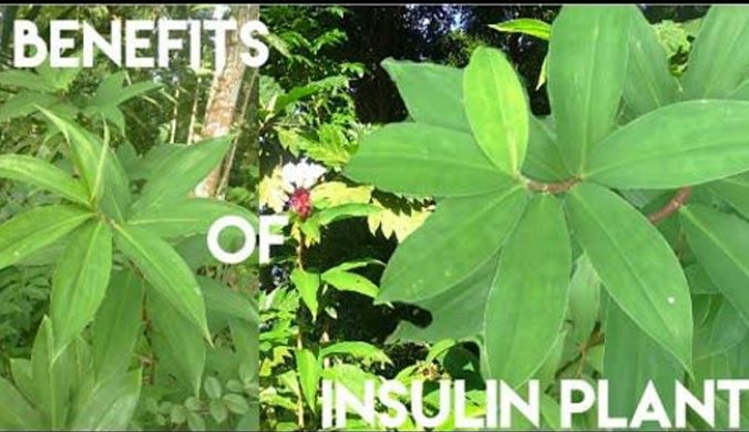 benefits-of-insulin-plant