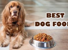 Best Dog dry foods Available in India
