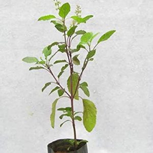 Balbasaur Krishna Tulsi Poojan and Herbal Plant with 4 Inches Nursery Pot