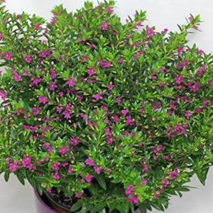 Balbasaur New Cuphea FloriGlory Diana Stardut Bush Round the year dark pink flowering Live Plant with Nursery Grower's Bag Pot (Pack of 1 Healthy Live Plant) (CUPHEA DWARF)