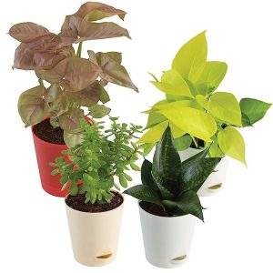 UGAOO Indoor Plants for Home with Pot-1