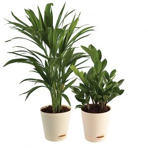 Ugaoo Air Purifier Indoor Plants-1