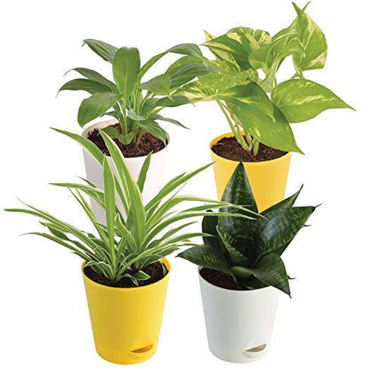 Ugaoo Indoor Air Purifier Plants - Sanseveria Green, Spider Plant, Peace Lily, Money Plant Variegated
