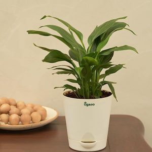 Ugaoo Peace Lily Plant-1
