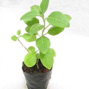 Kanak Nursery-Ashwagandha Rare Herb Plant live plant with pot