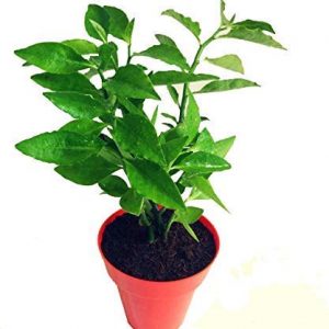 Kanak Nursery-Naagdon Nagdon Medicinal Plant Live Plant with Pot