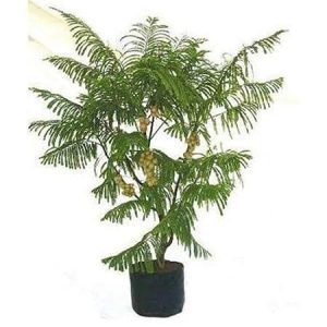 Mohini Nursery - Amla Live Plant Phyllanthus Emblica, Indian Gooseberry Tropical Fruit
