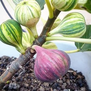 Plant Nursery Online Anjeer, Fig Plants (Pack of 2) - Live Plants