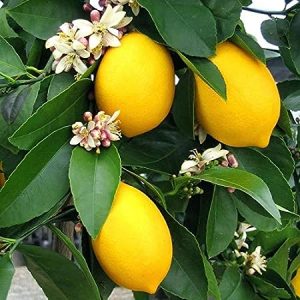 Plant Nursery Online Kagzi Nimboo, Kagzi Lemon Combo (Pack of 2 Plants)