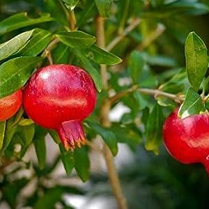 Plant Nursery Online Pomegranate Bhagwa - Grafted (Pack of 2) - Live Plants