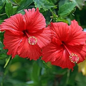 Vibrant Green Flowering Plants Hibiscus Red -Flowering Healthy Live Plant with 5 Inches Nursery Pot (Real Flowering for Garden and Home)
